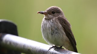 Nesting Spotted Flycatchers  Muscicapa striata  British Birding [upl. by Yrbua484]