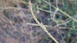 Achyranthes aspera A Kattupadi Vellore India [upl. by Sonitnatsnok101]