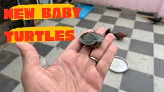 New baby red ear slider turtles 🐢 aa gaye 🥰 petsvlog [upl. by Aissej]