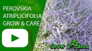 Perovskia atriplicifolia Blue Spire  grow and care [upl. by Varney]