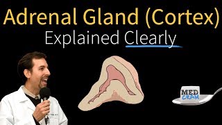 Adrenal Gland Adrenal Cortex Explained Clearly [upl. by Abbottson]