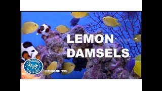 Lemon Damsel Fish  Episode 195 [upl. by Ceciley]