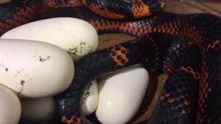 Black Honduran Milksnake laying eggs [upl. by Shewmaker]