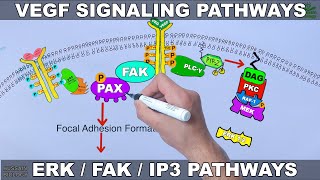 VEGF Signalling Pathways [upl. by Petronella]