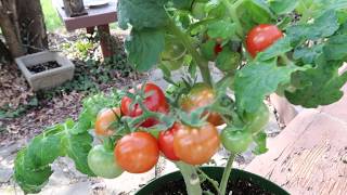 Pigmy Micro Dwarf Tomato Grow Micros Easily In Small Containers [upl. by Yrem275]