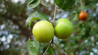 Ber Jujube Ziziphus mauritiana [upl. by Lundberg371]