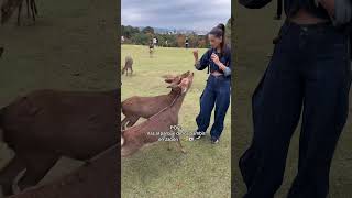 ESTE ES EL MEJOR LUGAR DE JAPÓN 🇯🇵🦌 [upl. by Bucky]