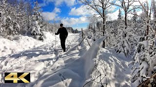 Weißtannenhöhe  Fahrenberger Höhe 1190 m  Schneeschuhtour 2021  Breitnau  Hochschwarzwald 🇩🇪 [upl. by Mirisola]