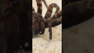 The largest Spider in the world  Goliath Birdeater Tarantula [upl. by Hoye]