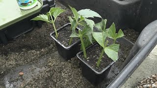 Dahlia Leaf cuttings using age old rare method of taking cuttings [upl. by Amesari]