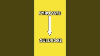 Gluconeogenesis Trick to learn gluconeogenesis pyruvate glycolysis pharmacy pharma pharmacist [upl. by Kerekes704]