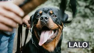 🐾 NOMBRES PARA PERROS ROTTWEILER  HEMBRAS amp MACHOS ✅ [upl. by Nus715]