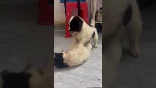 The scolding is so unpleasant Chinese Pastoral Dog daily fun with dogs puppies dog repair con [upl. by Neiviv]