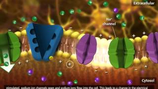 Nerve Impulse Molecular Mechanism 3D Animation [upl. by Eerrahs]