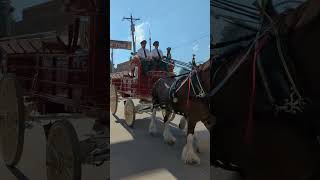 Budweiser Clydesdales [upl. by Alauqahs]