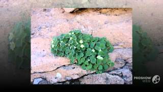 Maurandya  garden plants [upl. by Rudolfo]