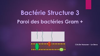 Bactérie Structure 3 COLORATION de GRAMPAROI des BACTERIES GRAM PLUS  sans musique de fond [upl. by Mccafferty822]