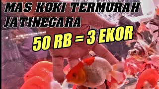 LAPAK MAS KOKI JATINEGARA‼️ UPDATE HARGA TERMURAH MAS KOKI TERBARU BUNDA PASAR IKAN HIAS JATINEGARA [upl. by Allenrad]