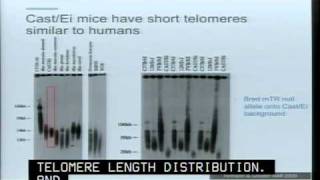 Telomerase and the Consequences of Telomere Dysfunction [upl. by Annahsirhc]