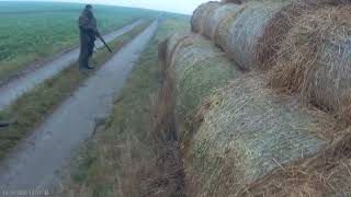 WIGILIJNE POLOWANIE NA LISY Z JAMNIKAMI  Christmas fox hunting with dachshunds 2 [upl. by Kylen]