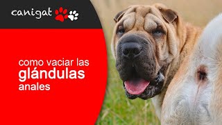 ¿Cómo vaciar las glándulas anales de mi perro 🐶🐾 Consejos veterinarios perro [upl. by Aietal]