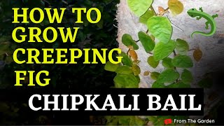 How to Plant Climbers  Creeping Fig  Ficus Pumila  Chipkali Beil  Chips Wine  From The Garden [upl. by Annaxor]