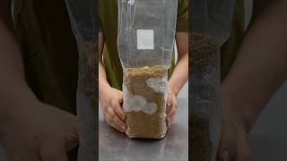 How to Make Mushroom Spawn Bags mushroomgrowing [upl. by Rehposirhc]