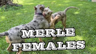 MERLE FEMALE XL BULLIES merlebully xlbully [upl. by Jo]