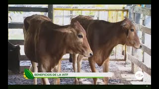 Beneficios de la inseminación artificial a tiempo fijo en explotaciones lecheras  La Finca de Hoy [upl. by Urson]