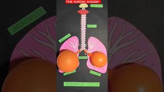 Respiration 🫁  lungs movement during breathing shorts neet short anatomy medical lungs [upl. by Huberty385]