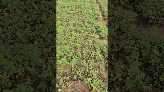 Maitriherbicide agriculturelife [upl. by Doggett763]