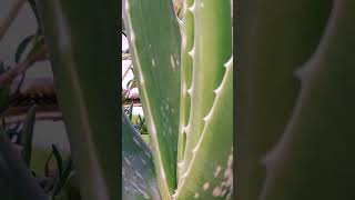 😉🤔How to grow ampcare aloe vera hacks tricksimportant tips for aloevera terracegarden nature viral [upl. by Camel]