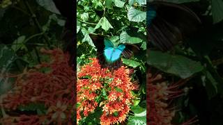 SLOW MOTION Reveals Gentle BEAUTY of a BUTTERFLY Bali Butterfly Park mindfulrelaxation [upl. by Osher]