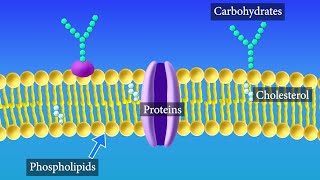 Cell Membrane Structure and Function [upl. by Hars]