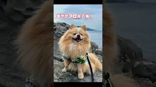 ピカルディシーン別コーデ4選 dog 犬pomeranian ポメラニアン [upl. by Bianka]