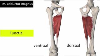 De adductoren van het bovenbeen [upl. by Dorina]
