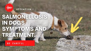 🐶SALMONELLOSIS IN DOGS 👩‍🔬 SYMPTOMS AND TREATMENT [upl. by Attenev]