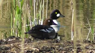 Schellenten Goldeneye Bucephala clangula [upl. by Egbert]