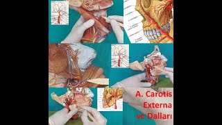 Arteria Carotis Externa ve Dalları [upl. by Alet]