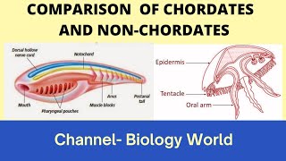 Comparison of Chordates and NonChordates  Differences between chordates and Nonchordates [upl. by Marc348]