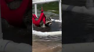 Raccoon Enjoys Water on His Custom Pontoon  1525500 [upl. by Tnias814]