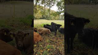 Moos like Jagger cow horny moo maroon5 [upl. by Nimsay174]