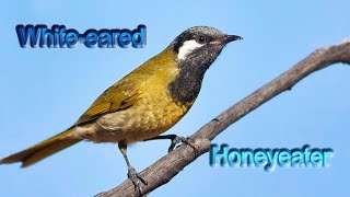 Whiteeared honeyeater [upl. by Nyrb514]