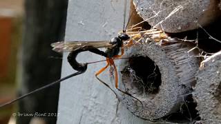 Parasitoid Wasps [upl. by Alius441]