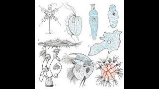 خاصية مهمة Les protozoaires  mode de nutrition [upl. by Salamanca33]