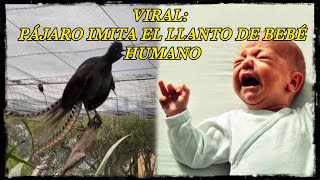 PÁJARO en Australia IMITA Perfectamente a un BEBÉ LLORANDO Viral Pájaro llorando como bebé Humano [upl. by Delfine80]