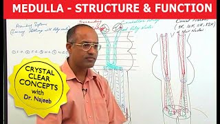 Medulla Oblongata  Structure and Function  Neuroanatomy [upl. by Tedra993]