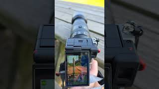 Sony 70350mm apsc Super Telephoto Lens sharpness test at 350mm cameralens sonylens sonya7cii [upl. by Kenton]