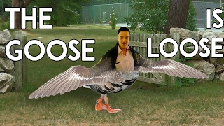 The Goose is Loose  Speedrunner RWhiteGoose [upl. by Wilkins]