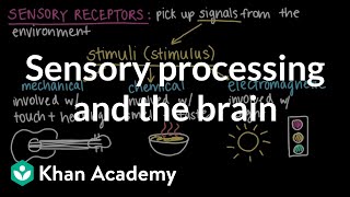 Sensory processing and the brain  Cells and organisms  Middle school biology  Khan Academy [upl. by Sedecram343]